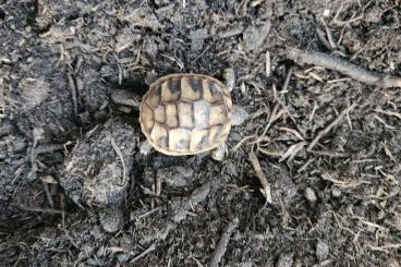 Landschildkröten kaufen und verkaufen Foto: NZ 2024 griechische Landschildkröte THH Landschildkröten kaufen und verkaufen Foto: NZ 2024 griechische Landschildkröte THH