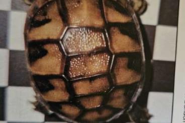 Landschildkröten kaufen und verkaufen Foto: NZ 2024 griechische Landschildkröte Landschildkröten kaufen und verkaufen Foto: NZ 2024 griechische Landschildkröte