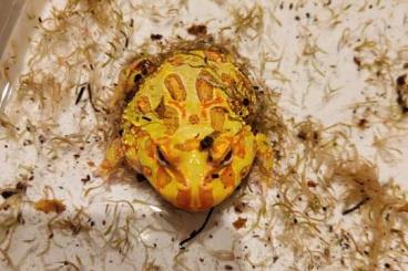 Frösche  kaufen und verkaufen Foto: Ceratophrys Cranwelli (Pacman frogs)
