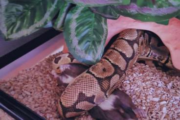 Ball Pythons kaufen und verkaufen Photo: Tigr spider pastel 100% het clown 