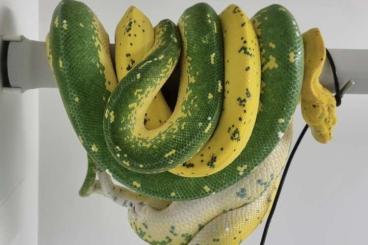 Pythons kaufen und verkaufen Photo: 0,0,1 Morelia viridis Kingline 