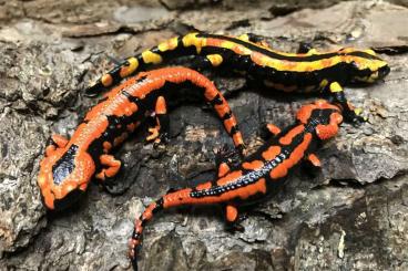 salamanders kaufen und verkaufen Photo: SUCHE Rote oder Farbmorphen/hoher Gelbanteil Feuersalamander 