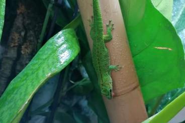 Lizards kaufen und verkaufen Photo: Madagaskar-Taggecko [Mad-Mad] 