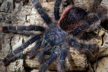 - bird spiders kaufen und verkaufen Photo: Spiders for sale ( Hamm, shipping)