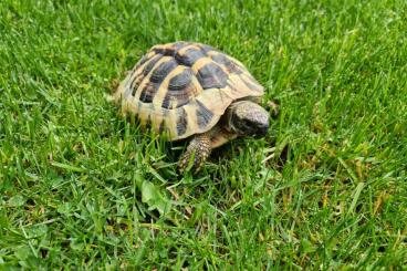 Turtles and Tortoises kaufen und verkaufen Photo: Griechische Landschildkröte