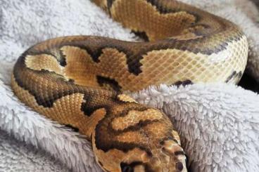 Pythons kaufen und verkaufen Foto: Python Regius mit Zubehör und Terrarium