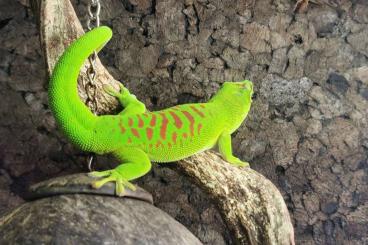 Geckos kaufen und verkaufen Photo: Suche Phelsuma grandis 0.1 Geckos kaufen und verkaufen Photo: Suche Phelsuma grandis 0.1