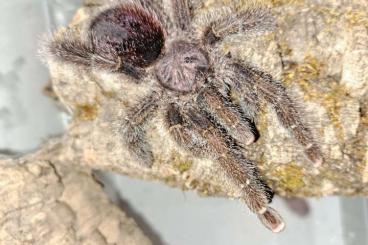 Spiders and Scorpions kaufen und verkaufen Photo: Avicularia bicegoi,aurantiaca,juruensis...