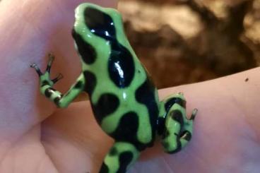 Poison dart frogs kaufen und verkaufen Photo: Dendrobates Auratus 'Karibik' 0,0,5