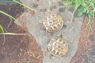 Landschildkröten kaufen und verkaufen Foto: Nachzucht 2022 Griechische Landschildkröten