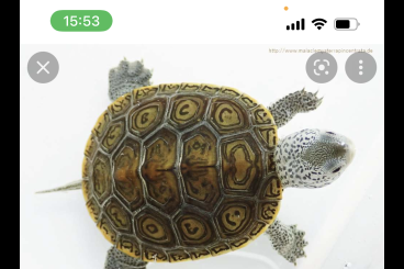 Schildkröten  kaufen und verkaufen Foto: Diamantschildkröte Babys 