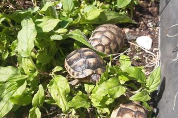 Landschildkröten kaufen und verkaufen Foto: Breitrandschildkröte Testudo marginata Große &kleine Schildkröten 
