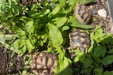 Landschildkröten kaufen und verkaufen Foto: Breitrandschildkröte Testudo marginata Große &kleine Schildkröten Landschildkröten kaufen und verkaufen Foto: Breitrandschildkröte Testudo marginata Große &kleine Schildkröten