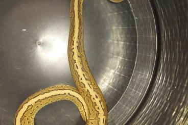 Snakes kaufen und verkaufen Photo: Königspythons Bestandsabgabe