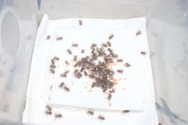 - bird spiders kaufen und verkaufen Photo: Vogelspinnen zum Verkauf 