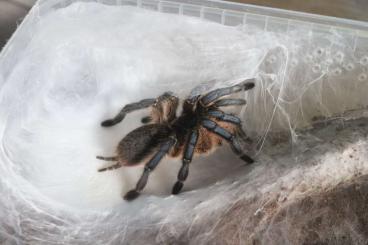 - bird spiders kaufen und verkaufen Photo: Vogelspinnen zum Verkauf 