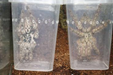Vogelspinnen kaufen und verkaufen Foto: Vogelspinnen zum Verkauf 