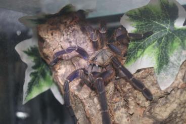 Spiders and Scorpions kaufen und verkaufen Photo: Vogelspinnen zum Verkauf Spiders and Scorpions kaufen und verkaufen Photo: Vogelspinnen zum Verkauf