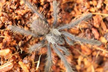 - bird spiders kaufen und verkaufen Photo: Vogelspinnen zum Verkauf - bird spiders kaufen und verkaufen Photo: Vogelspinnen zum Verkauf