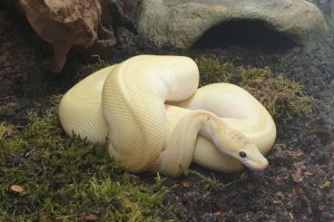 Königspythons kaufen und verkaufen Foto: 1.0 Butter Champagne Yellow Belly Königspythons kaufen und verkaufen Foto: 1.0 Butter Champagne Yellow Belly