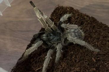 Spiders and Scorpions kaufen und verkaufen Photo: O. sp silver adult male 01.01.2024