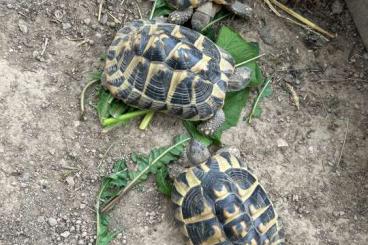 Landschildkröten kaufen und verkaufen Photo: 3 weibliche Griechische Landschildkröten NZ 2018 zu verkaufen Landschildkröten kaufen und verkaufen Photo: 3 weibliche Griechische Landschildkröten NZ 2018 zu verkaufen