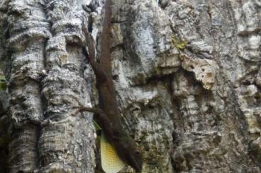 andere Echsen kaufen und verkaufen Foto: 1-0-1 Anolis distichus ignigularis 