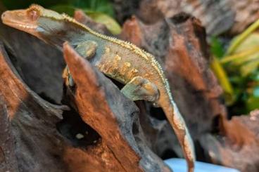 Geckos kaufen und verkaufen Foto: 1.0 Kronenkopfgecko Harlekin 2024 Geckos kaufen und verkaufen Foto: 1.0 Kronenkopfgecko Harlekin 2024