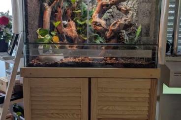 Geckos kaufen und verkaufen Foto: Verkaufe 2.1 Kronenkopfgecko 