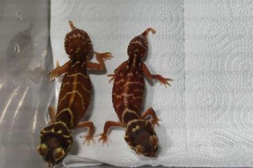 Geckos kaufen und verkaufen Photo: Nephrurus levis levis 1.1 adult Pärchen Knopfschwanzgecko Geckos kaufen und verkaufen Photo: Nephrurus levis levis 1.1 adult Pärchen Knopfschwanzgecko