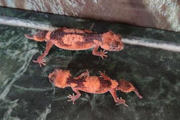 Geckos kaufen und verkaufen Photo: Nephrurus wheeleri 1.1 adult Pärchen Knopfschwanzgecko Geckos kaufen und verkaufen Photo: Nephrurus wheeleri 1.1 adult Pärchen Knopfschwanzgecko