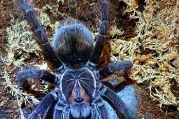Spinnen und Skorpione kaufen und verkaufen Foto: Looking for 1.1 Theraposa Blondi