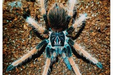 Spinnen und Skorpione kaufen und verkaufen Foto: Looking for Mature Male or Sub Adults