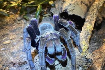 Vogelspinnen kaufen und verkaufen Photo: P.insignis colombia / A.geroldi Vogelspinnen kaufen und verkaufen Photo: P.insignis colombia / A.geroldi
