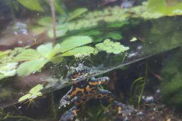 frogs kaufen und verkaufen Photo: 4x Chinesische Gelbbauchunken abzugeben
