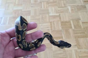 Ball Pythons kaufen und verkaufen Photo: Königspython Yellow Belly Weibchen