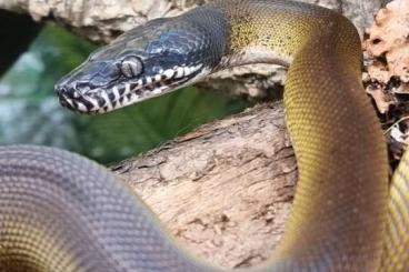 Pythons kaufen und verkaufen Foto: Goldene Botrochilus albertisii het albino 1.1