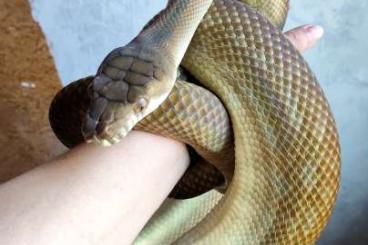 Pythons kaufen und verkaufen Foto: Simalia amethistina Southern type Pythons kaufen und verkaufen Foto: Simalia amethistina Southern type