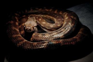 Pythons kaufen und verkaufen Foto: OFFER Simalia nauta - Tanimbar python Pythons kaufen und verkaufen Foto: OFFER Simalia nauta - Tanimbar python