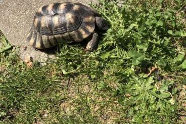 Landschildkröten kaufen und verkaufen Foto: Adulte Landschildkröten zur abgabe