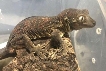 Geckos kaufen und verkaufen Foto: Mniarogekko Chahoua Weibchen gesucht