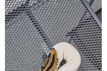 Ball Pythons kaufen und verkaufen Photo: 1.0 Piebald Königspython 150 € VB