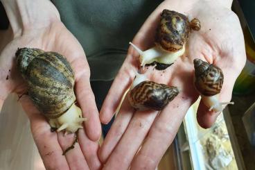 Schnecken kaufen und verkaufen Foto: 35 Lissachatina reticulata ab zu geben