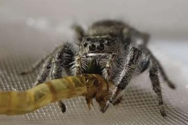 Spiders and Scorpions kaufen und verkaufen Photo: Biete: Phidippus texanus fh 1-2