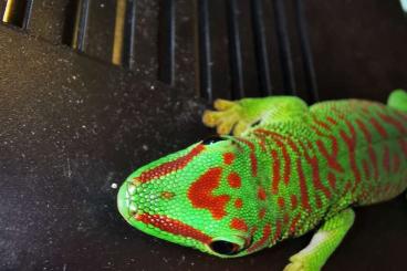 Geckos kaufen und verkaufen Foto: Phelsuma madagascariensis grandis 0.0.3