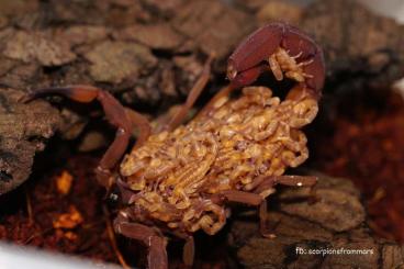Skorpione kaufen und verkaufen Foto: Scorpions offer B. jacksoni!