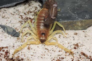 Scorpions kaufen und verkaufen Photo: B. jacksoni and more buthidae