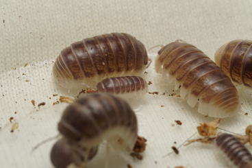 Krebstiere terrestrisch  kaufen und verkaufen Foto:  Rare isopod species offer