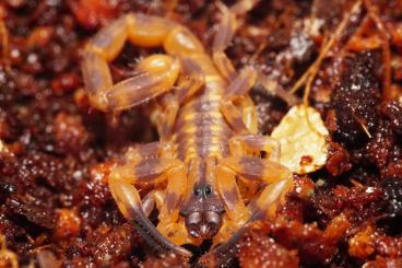 Scorpions kaufen und verkaufen Photo: B. jacksoni and more  buthidae