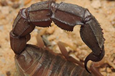Scorpions kaufen und verkaufen Photo: B. grandidieri, B. jacksoni and more